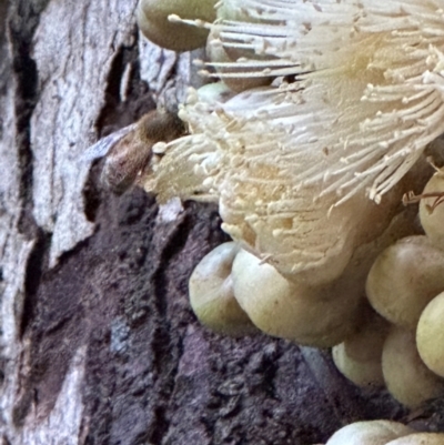 Syzygium cormiflorum (Bumpy Satinash) at Djiru, QLD - 13 Aug 2024 by lbradley