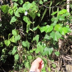 Ipomoea nil (Ipomoea) at Mission Beach, QLD - 13 Aug 2024 by lbradley