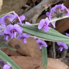 Hovea heterophylla (Common Hovea) at Hall, ACT - 13 Aug 2024 by SteveBorkowskis