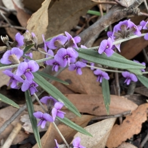 Hovea heterophylla at Hall, ACT - 13 Aug 2024