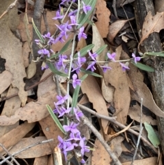 Hovea heterophylla at Hall, ACT - 13 Aug 2024