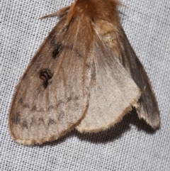 Leptocneria reducta (White Cedar Moth) at Sheldon, QLD - 8 Mar 2024 by PJH123