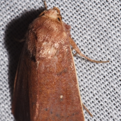 Leucania leucosta (A Noctuid moth (Hadeninae)) at Sheldon, QLD by PJH123