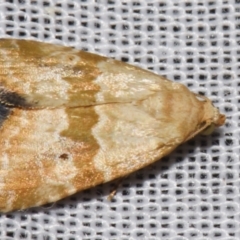 Maliattha amorpha (An Erebid moth (Acontiinae) at Sheldon, QLD - 8 Mar 2024 by PJH123