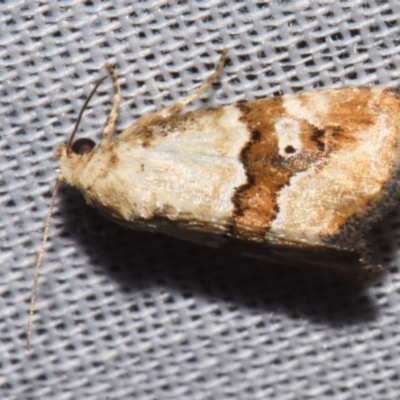 Maliattha amorpha (An Erebid moth (Acontiinae) at Sheldon, QLD - 8 Mar 2024 by PJH123