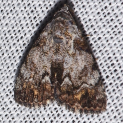 Metachrostis paurograpta (An Erebid moth (Boletobiinae)) by PJH123