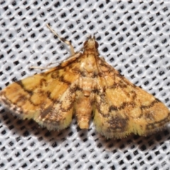 Metasia tiasalis (A Crambid moth (Spilomelinae)) at Sheldon, QLD - 9 Mar 2024 by PJH123