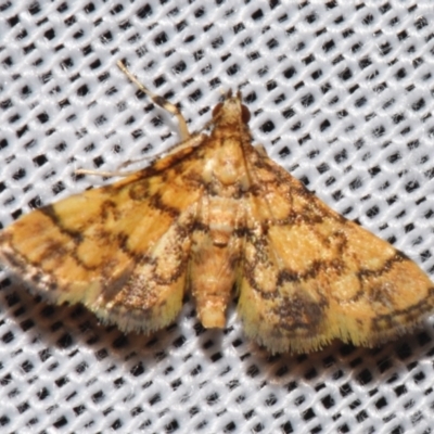 Metasia tiasalis (A Crambid moth (Spilomelinae)) at Sheldon, QLD - 9 Mar 2024 by PJH123