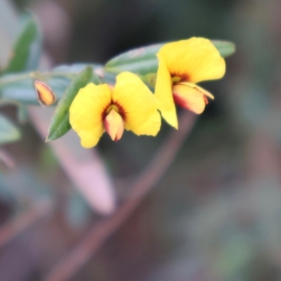 Indigofera australis subsp. australis at Tianjara, NSW - 10 Aug 2024 by Clarel