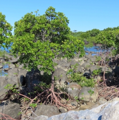 Unidentified Other Tree at Mission Beach, QLD - 13 Aug 2024 by lbradley