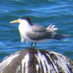 Thalasseus bergii (Crested Tern) at Mission Beach, QLD - 13 Aug 2024 by lbradley