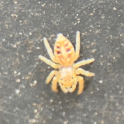 Opisthoncus sexmaculatus (Six-marked jumping spider) at Russell, ACT - 13 Aug 2024 by Hejor1