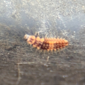 Coccinellidae (family) at Russell, ACT - 13 Aug 2024 01:35 PM