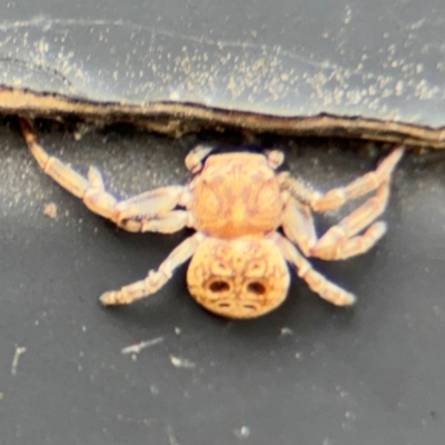 Cymbacha ocellata (Crab spider) at Russell, ACT - 13 Aug 2024 by Hejor1