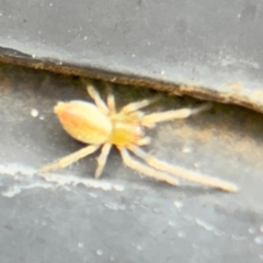 Cheiracanthium sp. (genus) at Russell, ACT - 13 Aug 2024 01:40 PM