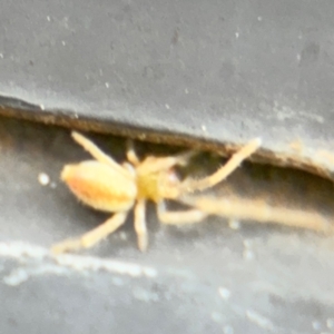 Cheiracanthium sp. (genus) at Russell, ACT - 13 Aug 2024 01:40 PM