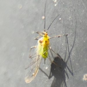 Aphididae (family) at Russell, ACT - 13 Aug 2024