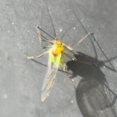 Aphididae (family) at Russell, ACT - 13 Aug 2024