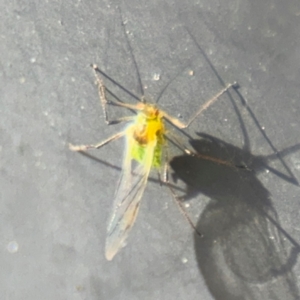 Aphididae (family) at Russell, ACT - 13 Aug 2024