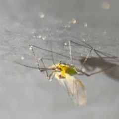 Aphididae (family) at Russell, ACT - 13 Aug 2024