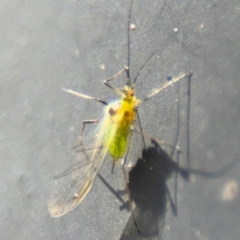 Aphididae (family) at Russell, ACT - 13 Aug 2024