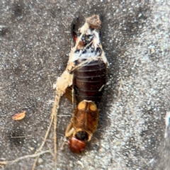 Forficula auricularia (European Earwig) at Russell, ACT - 13 Aug 2024 by Hejor1