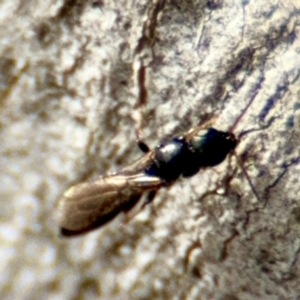 Bethylidae (family) at Russell, ACT - 13 Aug 2024 01:55 PM