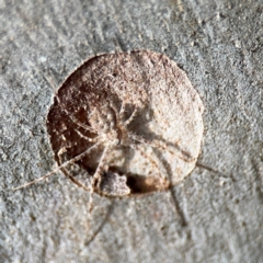 Tamopsis sp. (genus) at Russell, ACT - 13 Aug 2024 01:58 PM