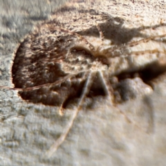 Tamopsis sp. (genus) at Russell, ACT - 13 Aug 2024