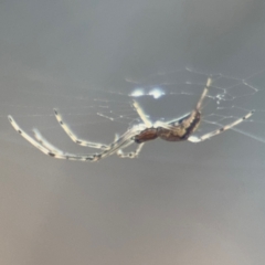 Tetragnatha demissa (Tetragnatha demissa) at Russell, ACT - 13 Aug 2024 by Hejor1