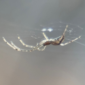 Tetragnatha demissa at Russell, ACT - 13 Aug 2024