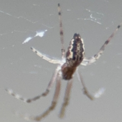 Tetragnatha demissa at Russell, ACT - 13 Aug 2024