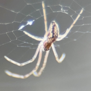 Tetragnatha demissa at Russell, ACT - 13 Aug 2024