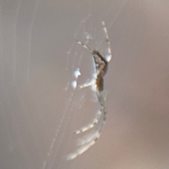 Tetragnatha demissa at Russell, ACT - 13 Aug 2024