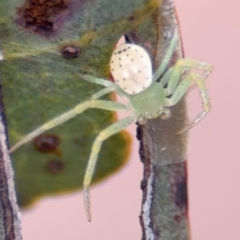 Lehtinelagia prasina (Leek-green flower spider) at Russell, ACT - 13 Aug 2024 by Hejor1