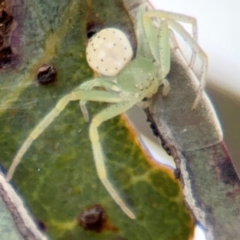 Lehtinelagia prasina at Russell, ACT - 13 Aug 2024 02:13 PM