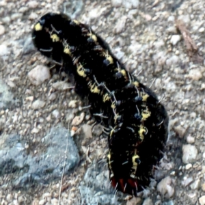 Apina callisto at Russell, ACT - 13 Aug 2024 02:52 PM