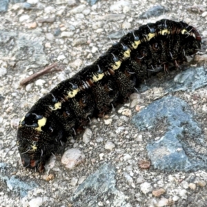 Apina callisto at Russell, ACT - 13 Aug 2024 02:52 PM