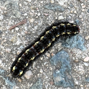 Apina callisto at Russell, ACT - 13 Aug 2024 02:52 PM