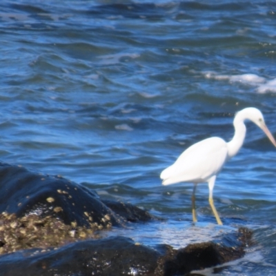 Egretta sacra (Eastern Reef Egret) at Mission Beach, QLD - 13 Aug 2024 by lbradley