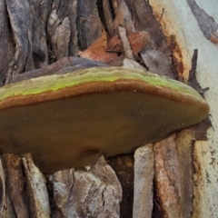 Phellinus sp. (non-resupinate) (A polypore) at Melba, ACT - 31 Jul 2024 by kasiaaus