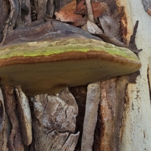 Phellinus sp. (non-resupinate) at Melba, ACT - 31 Jul 2024 01:09 PM