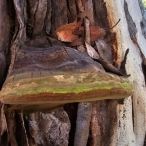 Phellinus sp. (non-resupinate) at Melba, ACT - 31 Jul 2024 01:09 PM