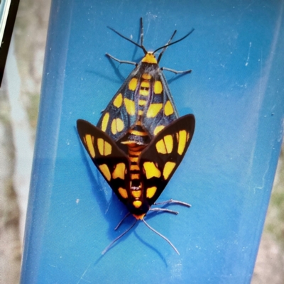 Amata (genus) (Handmaiden Moth) at Yarralumla, ACT - 7 Jan 2024 by Jennybach