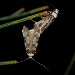 Endrosis sarcitrella (White-shouldered House Moth) at Freshwater Creek, VIC - 26 Sep 2022 by WendyEM