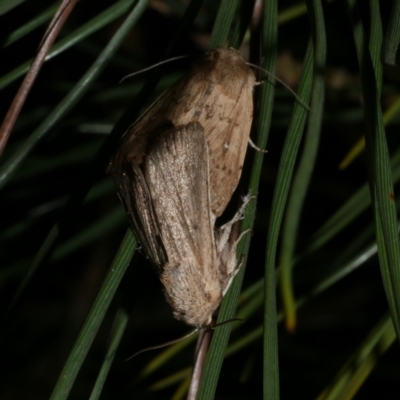 Leucania uda (A Noctuid moth) at Freshwater Creek, VIC - 26 Sep 2022 by WendyEM