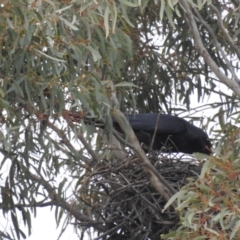 Corvus coronoides at Kambah, ACT - 12 Aug 2024 04:01 PM