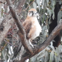 Falco berigora (Brown Falcon) at Kambah, ACT - 12 Aug 2024 by HelenCross