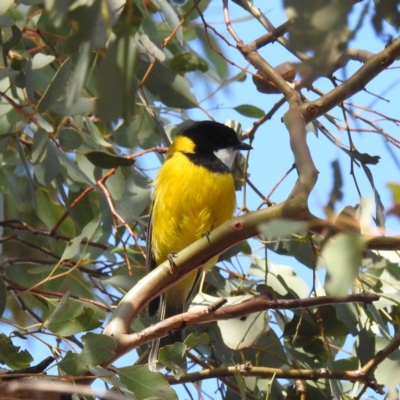 Pachycephala pectoralis (Golden Whistler) at Kambah, ACT - 12 Aug 2024 by HelenCross