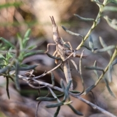 Keyacris scurra (Key's Matchstick Grasshopper) at Bungendore, NSW - 11 Aug 2024 by clarehoneydove